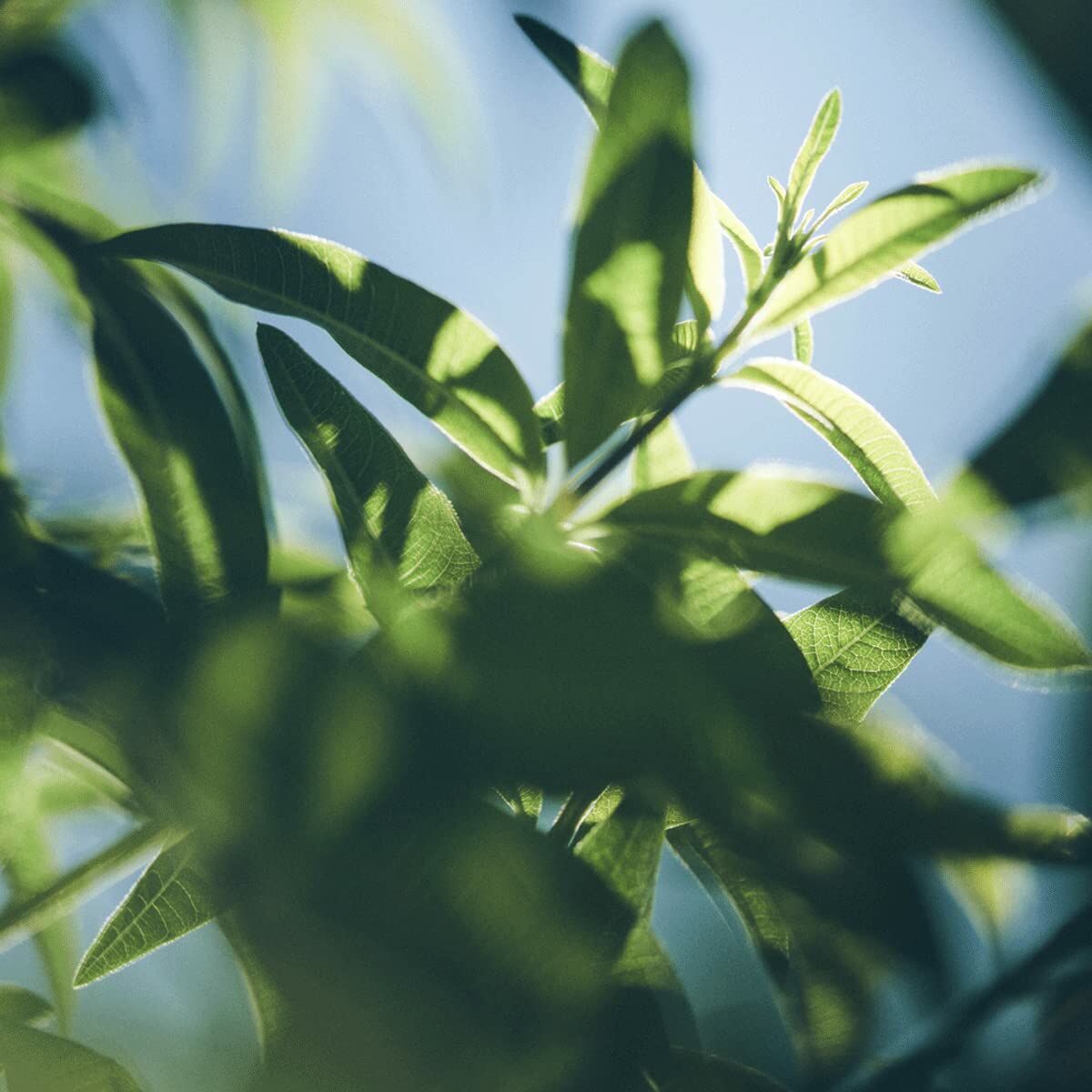 V3H2E3CE09D48DA34F360CA5DBFD59CC966R6215940P4